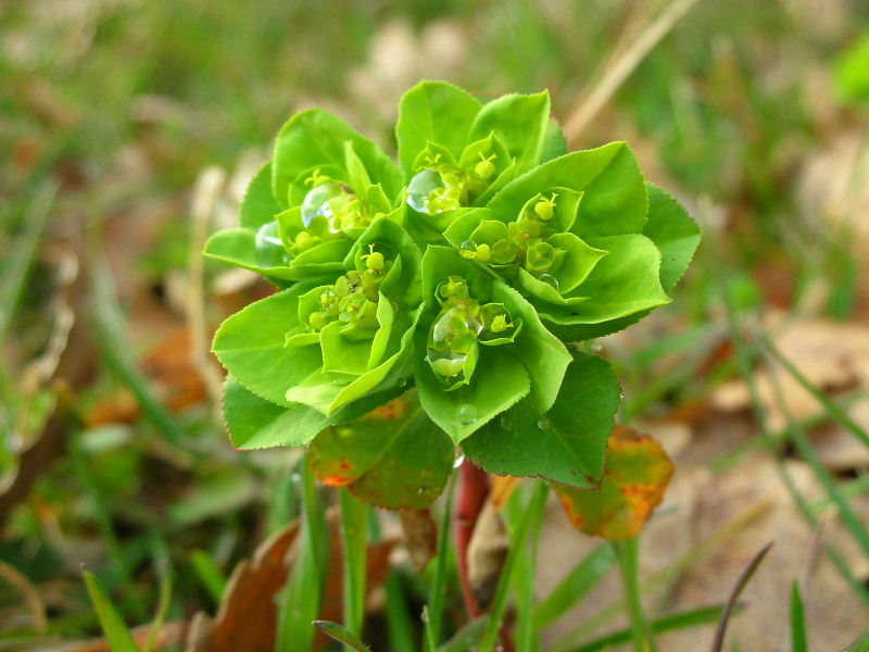 Euphorbia helioscopia / Euforbia calenzuola